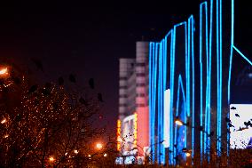 The Mysterious Crow Gathering Place in Beijing