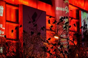 The Mysterious Crow Gathering Place in Beijing