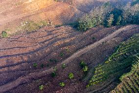 Aerial Photography Tea Garden New Base