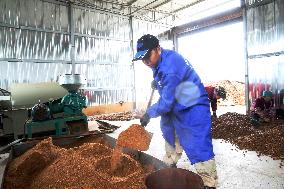 Traditional Process Camellia Oil