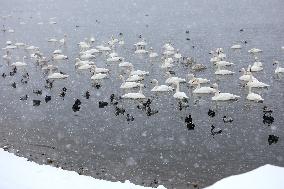 Swans in The Snow
