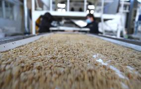 Almond Syrup Production