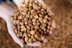 Almond Syrup Production