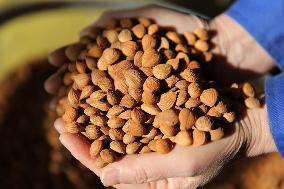 Almond Syrup Production