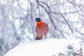 Temminck's tragopan