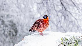 Temminck's tragopan