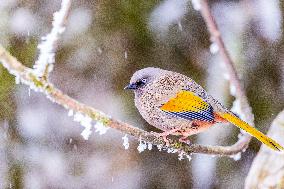 Elliot's Laughingthrush