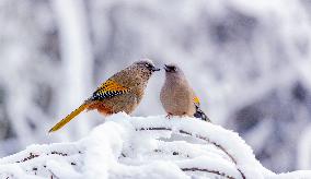 Elliot's Laughingthrush