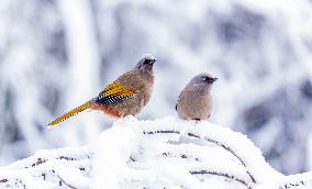 Elliot's Laughingthrush