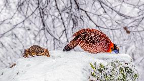 Elliot's Laughingthrush