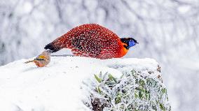 Elliot's Laughingthrush