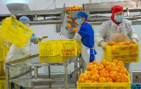 Hubei Agricultural Products Export Growth