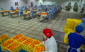 Hubei Agricultural Products Export Growth