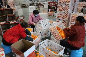 Meituan Navel Orange