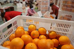 Meituan Navel Orange