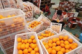 Meituan Navel Orange