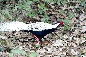 Silver Pheasant