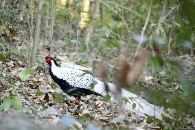 Silver Pheasant
