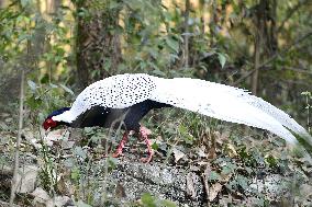 Silver Pheasant