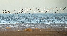 Wetland Migratory Birds