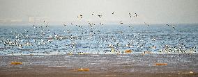 Wetland Migratory Birds