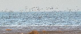 Wetland Migratory Birds