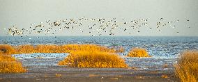 Wetland Migratory Birds