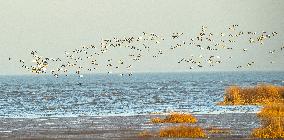 Wetland Migratory Birds