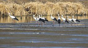 Oriental White Stork