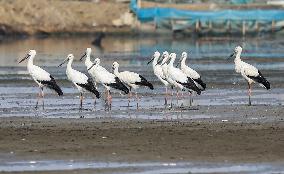 Oriental White Stork