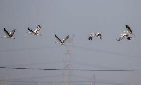 Oriental White Stork