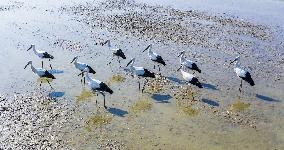 Oriental White Stork