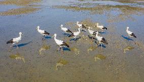 Oriental White Stork