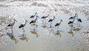 Oriental White Stork