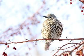 Mistle Thrush