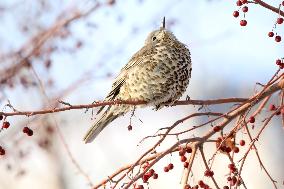 Mistle Thrush