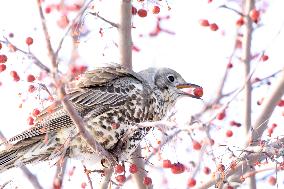 Mistle Thrush