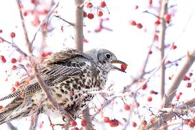 Mistle Thrush