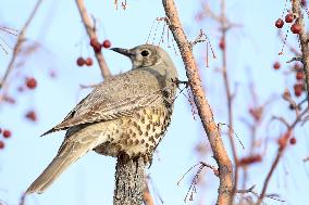 Mistle Thrush