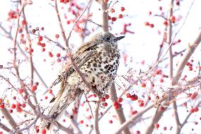 Mistle Thrush