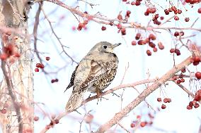 Mistle Thrush