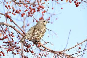 Mistle Thrush