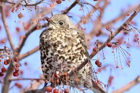 Mistle Thrush