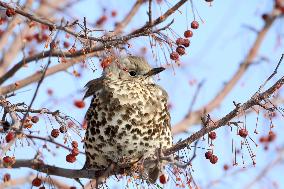 Mistle Thrush