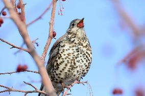 Mistle Thrush