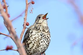 Mistle Thrush