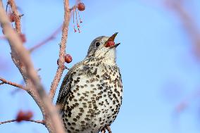 Mistle Thrush