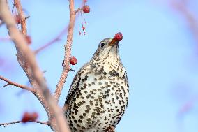 Mistle Thrush