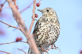 Mistle Thrush