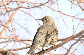 Mistle Thrush